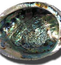 COQUILLE D'ORMEAU POUR FUMIGATION DE SAUGE